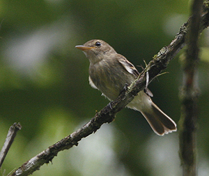 Euler's Flycatcher. Photo by Steve Bird.