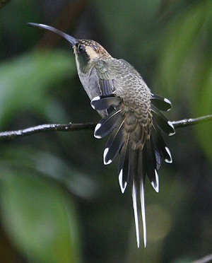 Scale-throated Hermit. Photo by Steve Bird.