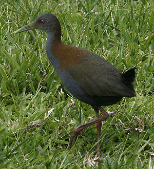 Slaty-breasted Wood Rail. Photo by Steve Bird.