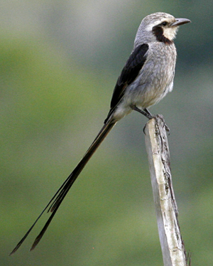 Streamer-tailed Tyrant. Photo by Steve Bird.