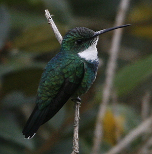 White-throated Hummingbird.  Photo by Steve Bird.