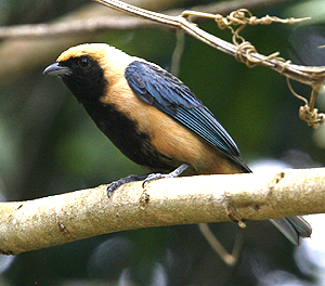 Burnished-buff Tanager. Photo by Steve Bird.