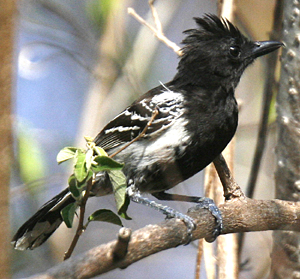 Black-backed Antshrike. Photo by Steve Bird.