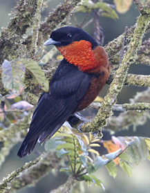 Red-ruffed Fruitcrow.  Photo by Steve Bird.