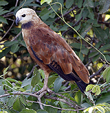 Black-collared Hawk