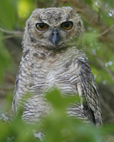 Great-horned Owl Chick