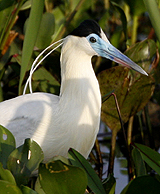 Capped Heron 