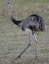 Greater Rhea