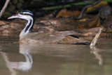 Sungrebe