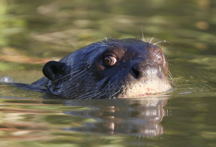 Giant Otter. Pantanal. Photo by Steve Bird.