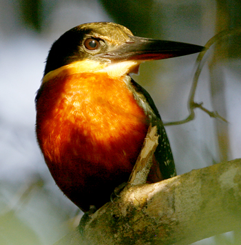 Green-and-rufous Kingfisher. Photo by Steve Bird.