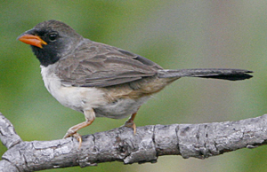 Black-throated Saltator. Photo by Steve Bird. 