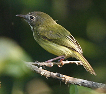 Stripe-necked Tody Tyrant. Photo by Steve Bird.