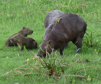 Capybaras with young and a Cattle Tyrant on the back. Photo by Steve Bird.