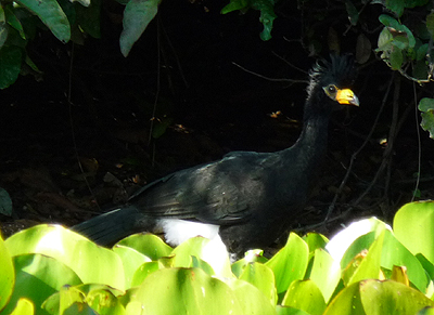 Bare-faced Curassow. Photo by Gina Nichol. 