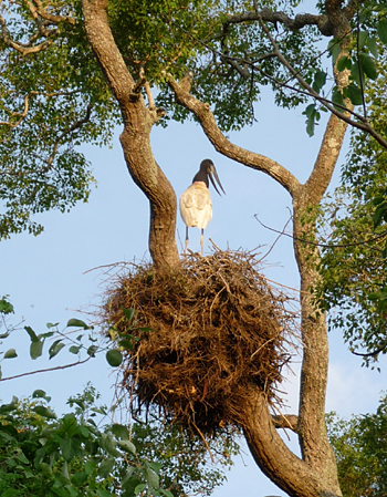 Jabiru on a nest. Monk Parakeets in nest. Photo by Gina Nichol. 