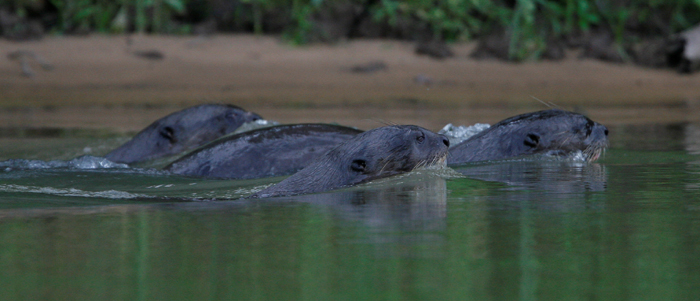 Giant River Otters. Photo by Steve Bird. 