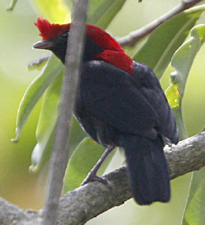 Helmeted Manakin. Photo by Steve Bird.