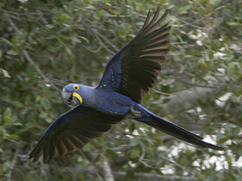 Hyacinth Macaw. Photo by Steve Bird.