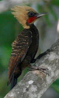 Pale-crested Woodpecker. Photo by Steve Bird. 