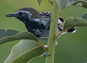 Rusty-backed Antwren. Photo by Steve Bird. 