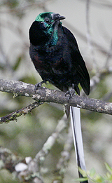 Ribbon-tailed Astrapia