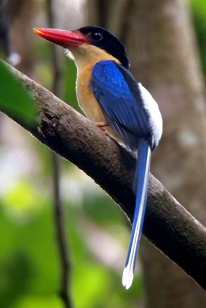 Black-capped Paradise Kingfisher. Photo by Steve Bird.