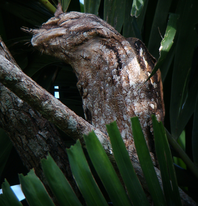 Papuan Frogmouth. Photo by Gina Nichol.