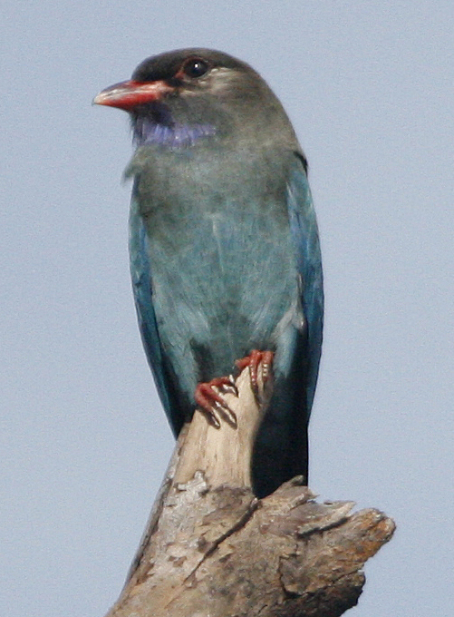 Dollarbird. Photo by Steve Bird.