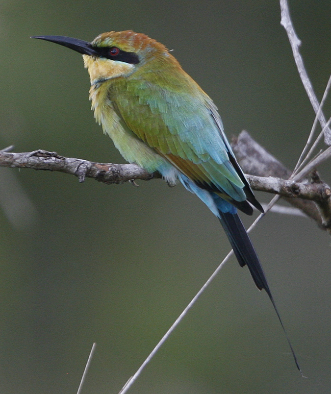 Rainbow Bee-eater. Photo by Steve Bird.