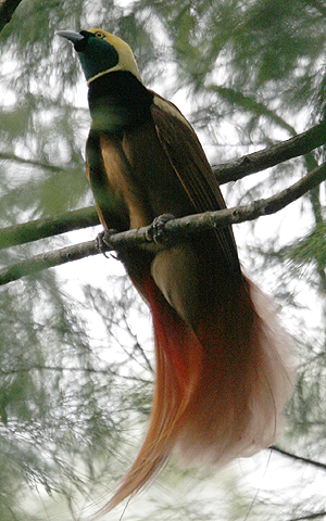 Raggiana's Bird-of-Paradise.  Photo by Steve Bird.