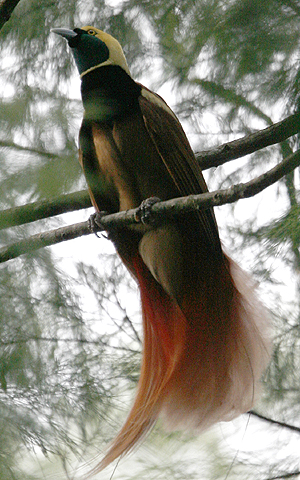 Raggiana’s Bird-of-Paradise . Photo by Steve Bird.