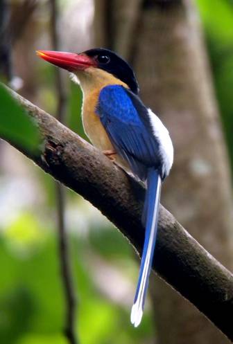 Black-headed Paradise Kingfisher.  Photo by Steve Bird.