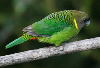 Brehm's Tiger-Parrot.  Photo by Steve Bird.