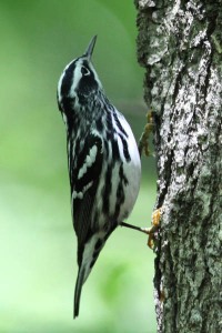 Black-and-White Warbler. Photo by Walt Duncan