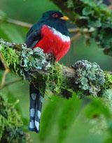 Masked Trogon