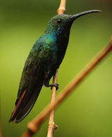 Black-throated Mango