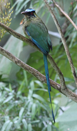 Highland Motmot