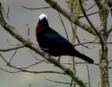 White-capped Tanager