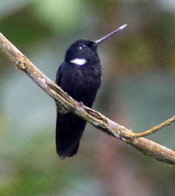 Black Inca. Photo by Gina Nichol. 