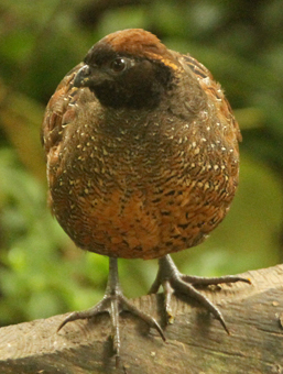 Black-fronted Wood Quail. Photo by Steve Bird.