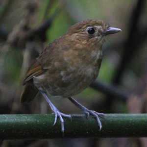 Brown-banded Antpitta. Photo by Steve Bird. 