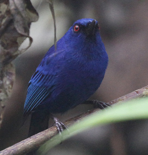 Indigo Flowerpiercer. Photo by Steve Bird.