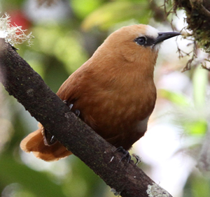 Rufous Wren. Photo Steve Bird. 