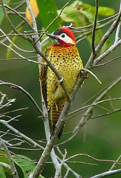 Spot-breasted Woodpecker. Photo by Gina Nichol.