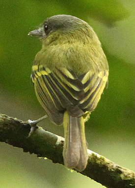 Antioquia Bristle Tyrant. Photo by Steve Bird.