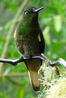 Buff-tailed Coronet. Photo by Gina Nichol.