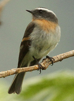 Rufous-breasted Chat Tyrant. Photo by Steve Bird. 