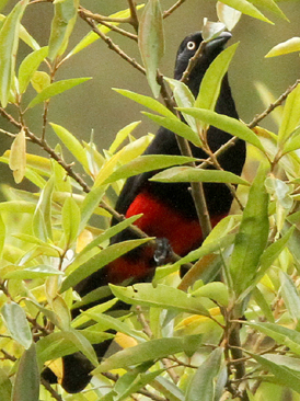 Red-bellied Grackle. Photo: Gina Nichol