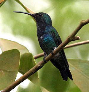 Sapphire-throated Hummingbird. Photo by Steve Bird. 